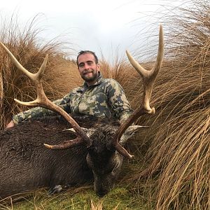 Sika Deer Hunting New Zealand