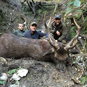 Hunt Sambar Deer in New Zealand