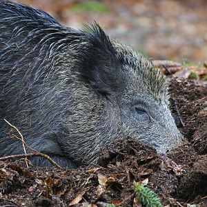 Boar Hunting New Zealand