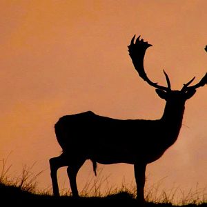 Fallow Deer in New Zealand