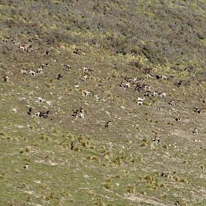 Fallow Deer in New Zealand