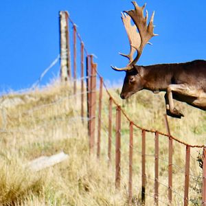 Fallow Deer in New Zealand