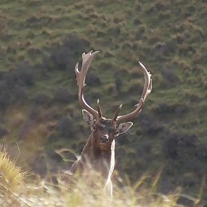 Fallow Deer in New Zealand