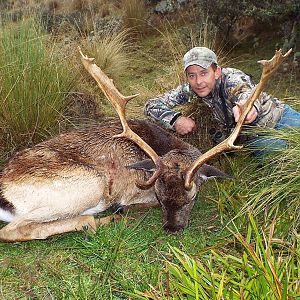 Fallow Deer Hunting New Zealand