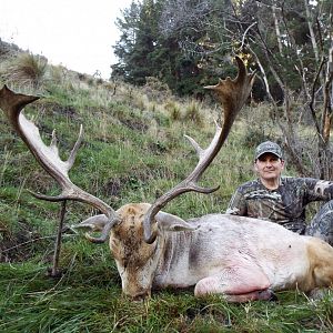 Hunt Fallow Deer in New Zealand