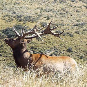 New Zealand Elk (Wapiti)