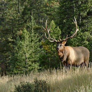 New Zealand Elk (Wapiti)