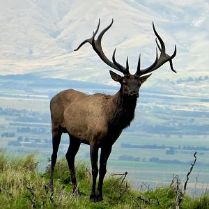 New Zealand Elk (Wapiti)