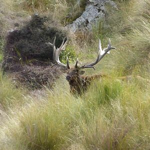 New Zealand Elk (Wapiti)