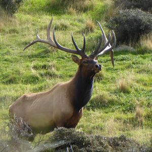 New Zealand Elk (Wapiti)