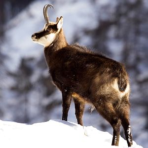 Alpine Chamois in New Zealand