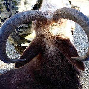 Hunting Alpine Chamois in New Zealand