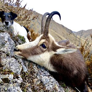 New Zealand Hunt Alpine Chamois