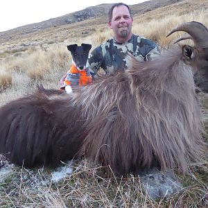 New Zealand Hunt Tahr