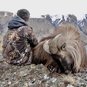 Hunt Tahr in New Zealand