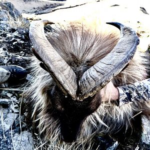 New Zealand Hunting Tahr