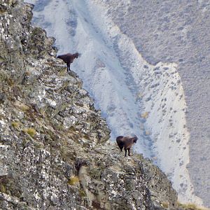 Bull Tahr in New Zealand