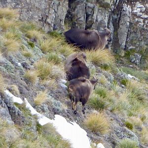 Bull Tahr in New Zealand