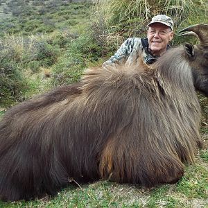 New Zealand Hunt Tahr