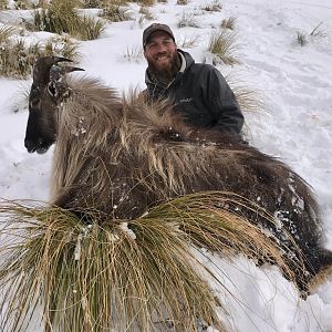 New Zealand Hunting Tahr