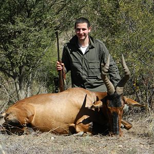 Red Hartebeest from Namibia