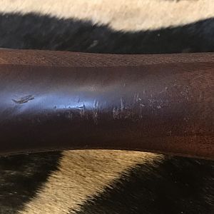 Model 70 Safari Express in 416 Rem Mag