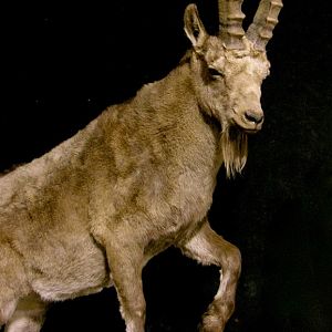 Mid Asian Ibex Full Mount Custom made Amish Base Taxidermy