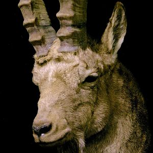 Mid Asian Ibex Full Mount Custom made Amish Base Taxidermy