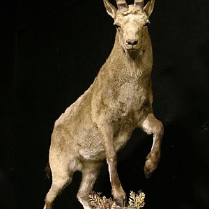 Mid Asian Ibex Full Mount Custom made Amish Base Taxidermy