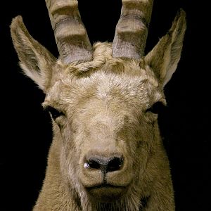 Mid Asian Ibex Full Mount Custom made Amish Base Taxidermy