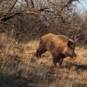 Big Eurasian Boar Texas USA