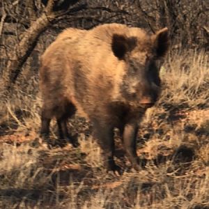 Big Eurasian Boar Texas USA