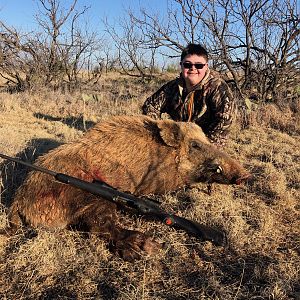 Eurasian Boar Hunting Texas USA