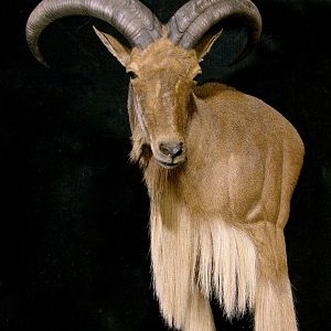 Aoudad Shoulder Mount Taxidermy