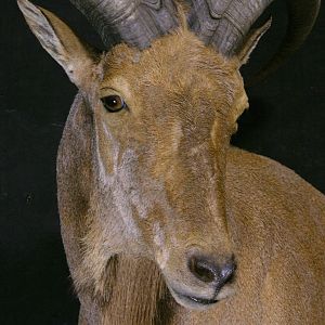 Aoudad Shoulder Mount Taxidermy