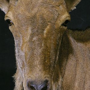 Aoudad Shoulder Mount Taxidermy