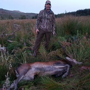 9 Point Red Stag Hunt UK