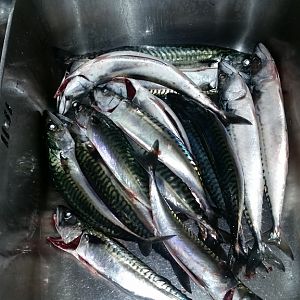 Mackerel Fishing UK