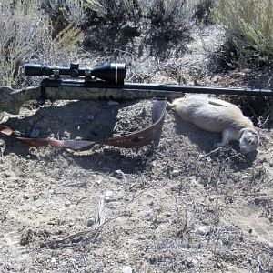 Savage 12fcv.223 Rifle