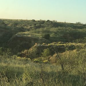 Aoudad Texas USA