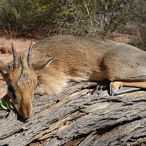 Hunt Damara Dik Dik