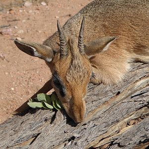 Hunting Damara Dik Dik