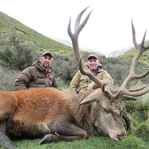 New Zealand Hunt Red Stag