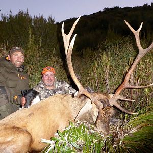 Red Stag Hunt New Zealand