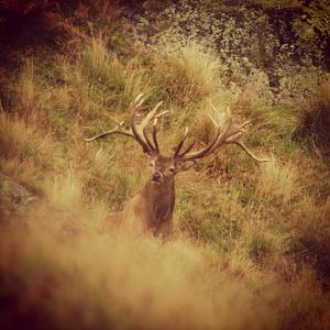 Red Stag in New Zealand