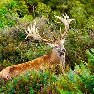 Red Stag in New Zealand