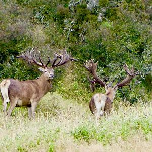 430" Inch Red Stag in New Zealand