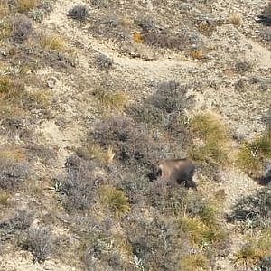 Bull Tahr