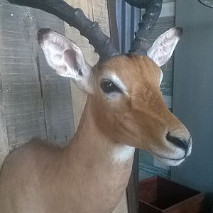 Impala Shoulder Mount Taxidermy