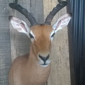 Impala Shoulder Mount Taxidermy